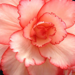 Meet your Posher, Penny